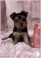 Tia, a female Yorkshire Terrier for sale in Tempe, AZ – Photo 9 of 10