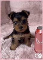 Tia, a female Yorkshire Terrier for sale in Tempe, AZ – Photo 8 of 10