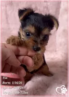 Tia, a female Yorkshire Terrier for sale in Tempe, AZ – Photo 4 of 10