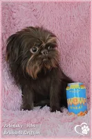 Zorro, a male Brussels Griffon for sale in Phoenix, AZ – 10 of 10
