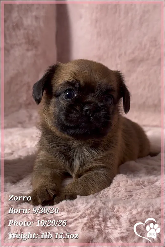 Zorro – Brussels Griffon puppy for sale in Phoenix, AZ