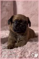 Zorro, a male Brussels Griffon for sale in Phoenix, AZ – 1 of 10