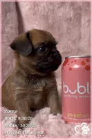 Zorro, a male Brussels Griffon for sale in Phoenix, AZ – 2 of 10