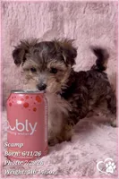 Scamp the Morkie Poo, a male Yorkipoo and Maltese for sale in Tempe, AZ – 6 of 9