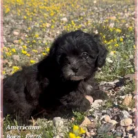 Americano, a male Shihpoo for sale in Tempe, AZ – Photo 9 of 10