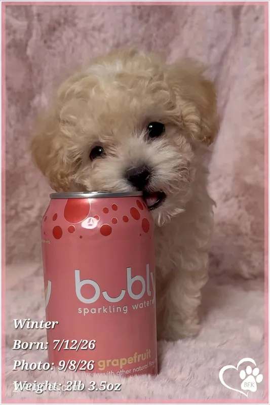 Winter – Maltipoo puppy on hold in Phoenix, AZ