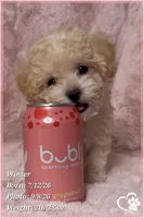 Winter, a female Maltipoo for sale in Phoenix, AZ – 1 of 10