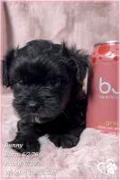 Bunny, a female Yorkipoo for sale in Tempe, AZ – 7 of 10