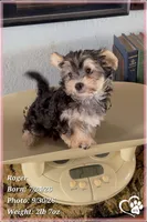 Roger the Morkie, a male Morkie for sale in Phoenix, AZ – 8 of 10
