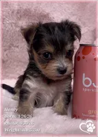 Honey, a female Morkie for sale in Tempe, AZ – Photo 2 of 10