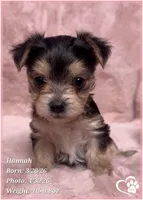 Hannah, a female Morkie for sale in Tempe, AZ – Photo 3 of 10