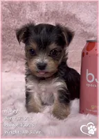 Honey, a female Morkie for sale in Tempe, AZ – Photo 4 of 10