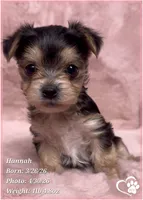 Hannah, a female Morkie for sale in Tempe, AZ – Photo 4 of 10