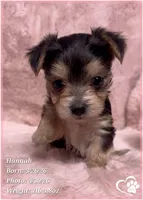 Hannah, a female Morkie for sale in Tempe, AZ – Photo 2 of 10