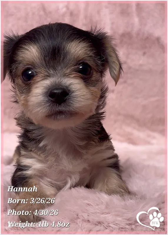 Hannah – Morkie puppy for sale in Tempe, AZ
