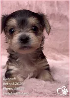 Hannah, a female Morkie for sale in Tempe, AZ – Photo 1 of 10