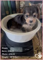 Honey, a female Morkie for sale in Tempe, AZ – Photo 3 of 10