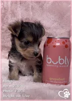 Honey, a female Morkie for sale in Tempe, AZ – Photo 6 of 10