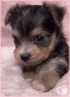 Honey, a female Morkie for sale in Tempe, AZ – Photo 9 of 10