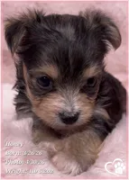 Honey, a female Morkie for sale in Tempe, AZ – Photo 7 of 10