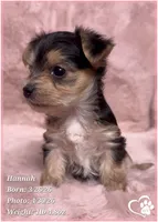 Hannah, a female Morkie for sale in Tempe, AZ – Photo 8 of 10