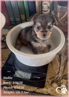 Hallie, a female Morkie for sale in Tempe, AZ – Photo 8 of 9
