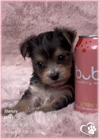 Honey, a female Morkie for sale in Tempe, AZ – Photo 10 of 10