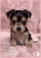 Hannah, a female Morkie for sale in Tempe, AZ – Photo 5 of 10