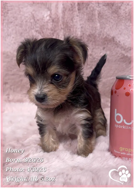 Honey, a female Morkie for sale in Tempe, AZ – Photo 1 of 10