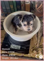 Hannah, a female Morkie for sale in Tempe, AZ – Photo 10 of 10