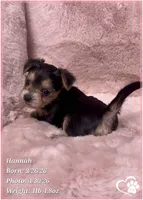 Hannah, a female Morkie for sale in Tempe, AZ – Photo 9 of 10