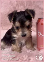 Hannah, a female Morkie for sale in Tempe, AZ – Photo 7 of 10