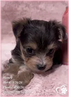 Honey, a female Morkie for sale in Tempe, AZ – Photo 5 of 10