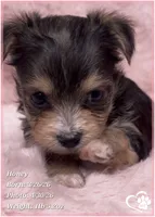 Honey, a female Morkie for sale in Tempe, AZ – Photo 8 of 10