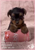 Tater, a male Yorkshire Terrier for sale in Tempe, AZ – 7 of 10
