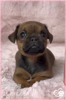 Darla, a female Brussels Griffon for sale in Tempe, AZ – 3 of 10