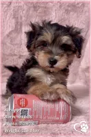 Scrappy the Morkie Poo, a male Yorkipoo and Maltese for sale in Tempe, AZ – 7 of 9