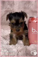 Stuart, a male Yorkshire Terrier for sale in Phoenix, AZ – 9 of 10