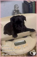 Batman, a male Brussels Griffon for sale in Phoenix, AZ – 5 of 10