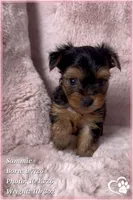 Sammie, a male Yorkshire Terrier for sale in Phoenix, AZ – 4 of 10