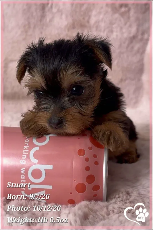 Stuart – Yorkshire Terrier puppy for sale in Phoenix, AZ