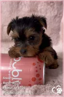 Stuart, a male Yorkshire Terrier for sale in Phoenix, AZ – 1 of 10