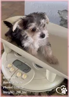 Hannah, a female Morkie for sale in Tempe, AZ – 3 of 5