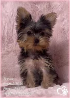 Trevor, a male Yorkshire Terrier for sale in Tempe, AZ – 3 of 10