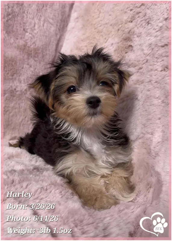 Harley – Morkie puppy for sale in Tempe, AZ