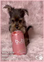 Hallie, a female Morkie for sale in Tempe, AZ – 3 of 10