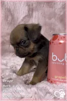 Drago, a male Brussels Griffon for sale in Tempe, AZ – 4 of 9