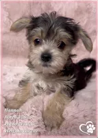 Hannah, a female Morkie for sale in Tempe, AZ – 2 of 5