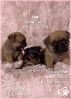 Cheesecake the Bugg/Brugg, a male Pug and Brussels Griffon for sale in Tempe, AZ – 10 of 10