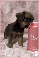 Drago, a male Brussels Griffon for sale in Tempe, AZ – 5 of 9